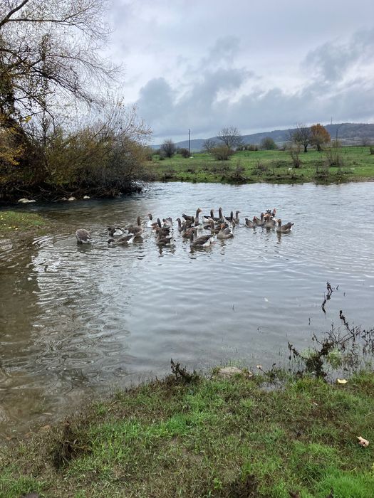 Продавам яйца от гъски
