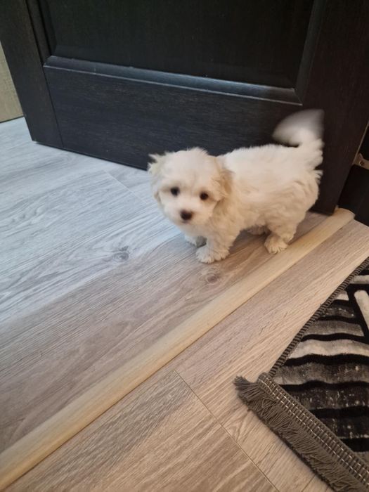 Bichon talie mica