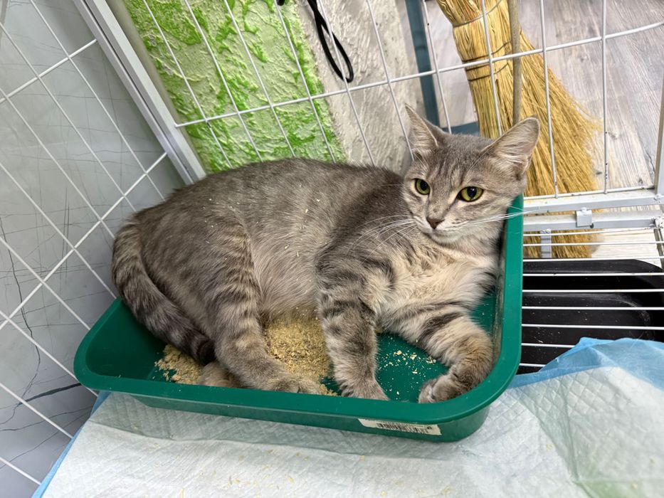 Кошечка ищет дом