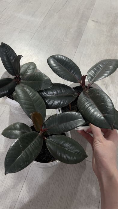 Продам Фикус каучуконосный