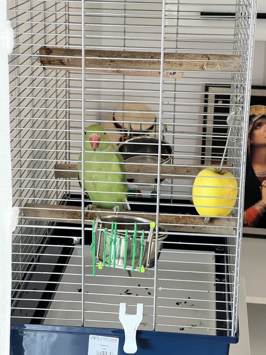 Papagal Micul Alexandru