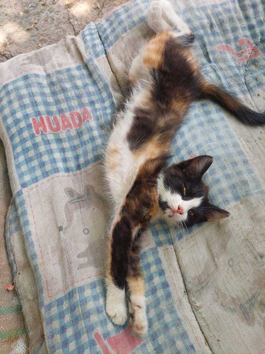 отдам котят 500 тенге