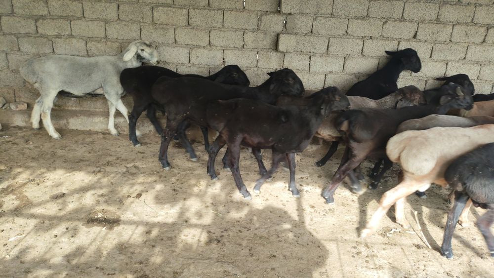 Qochqorlar kachoklar