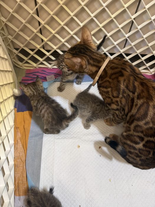 Продам бенгалы месяц