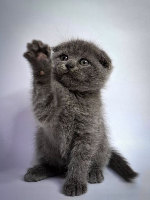 Шотландские вислоухие котята