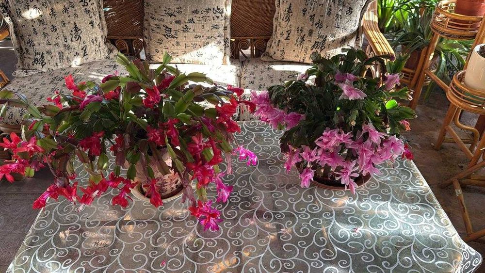 Черенки шлюмбергеры микс в одном горшке