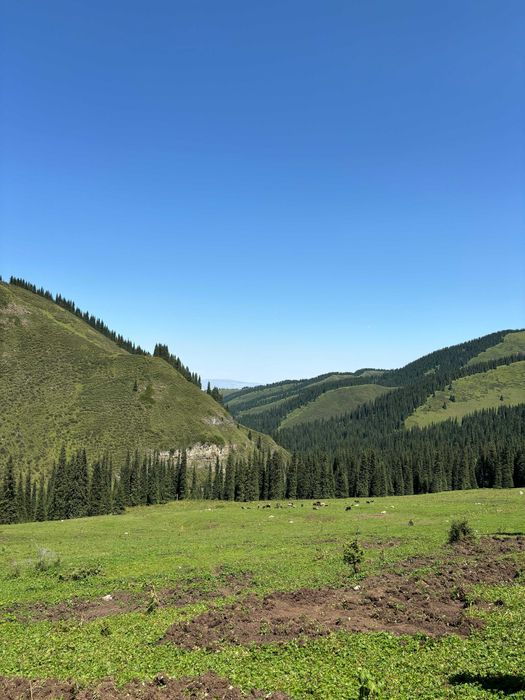 БАО Алмарасан прокат джипа аренда минивэн микроавтобус минивэн с водит