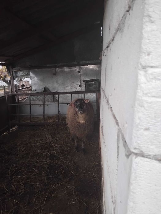 Berbecuti de vânzare