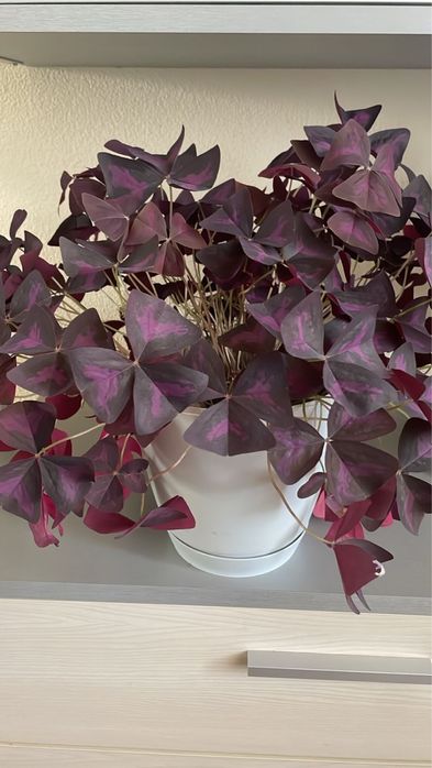 Комнатные цветы разные