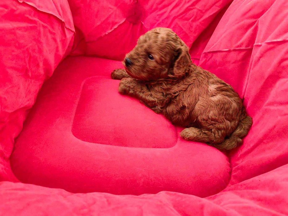 1 момче Той Пудел