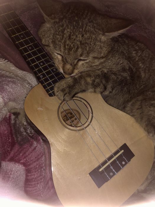 Укулеле 9.999 тг