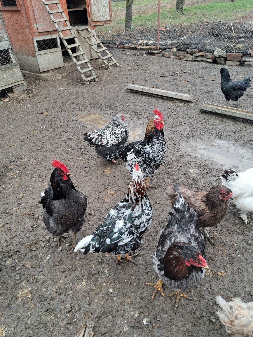 Vând ouă pentru incubat din aceste gaini