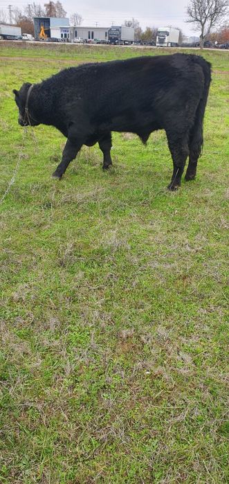 Абърдийн   ангус