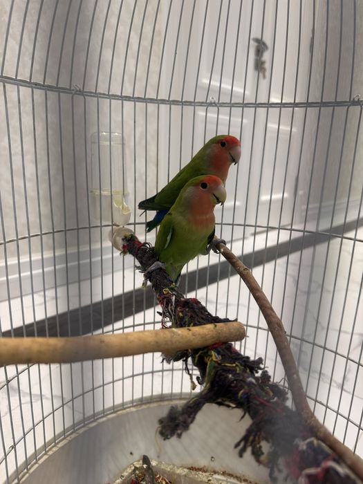 Попугаи неразлучки