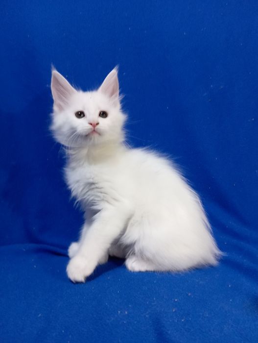Котята породы Мейн Кун