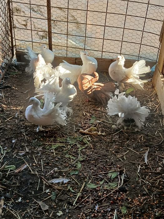 De vânzare sau schimb