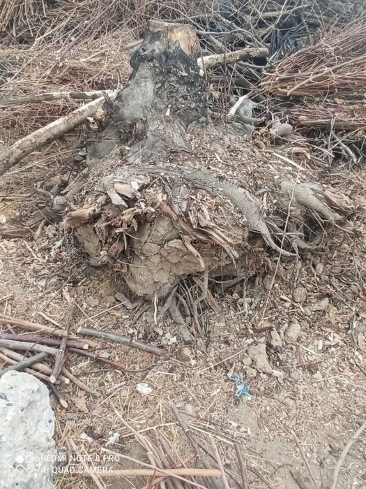 Янгок ва тол томирлари сотилади