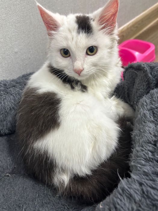 отдам котенка в хорошие руки