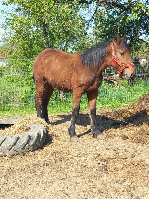 Vând manz de un an în aprilie