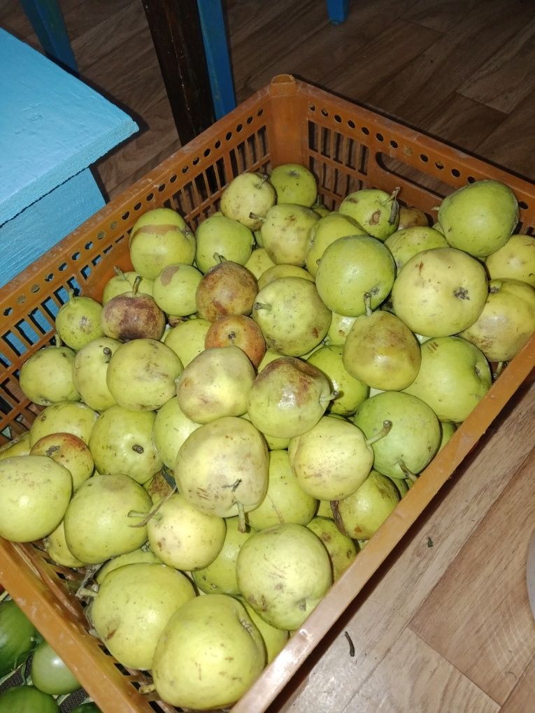 продам яблоки и груши