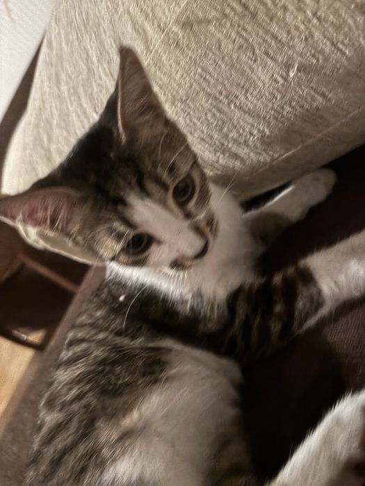 Подарявам малки котета