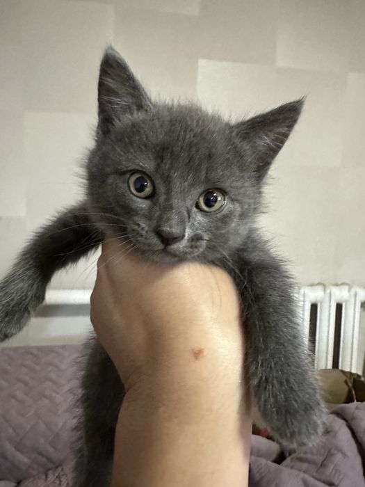 Котенка в добрые руки
