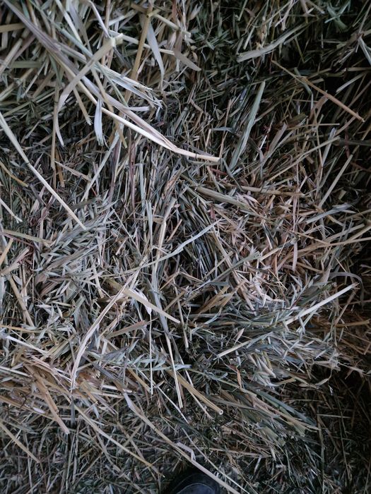 Baloti ovaz cosit cu lucerna noua 14 lei balotul