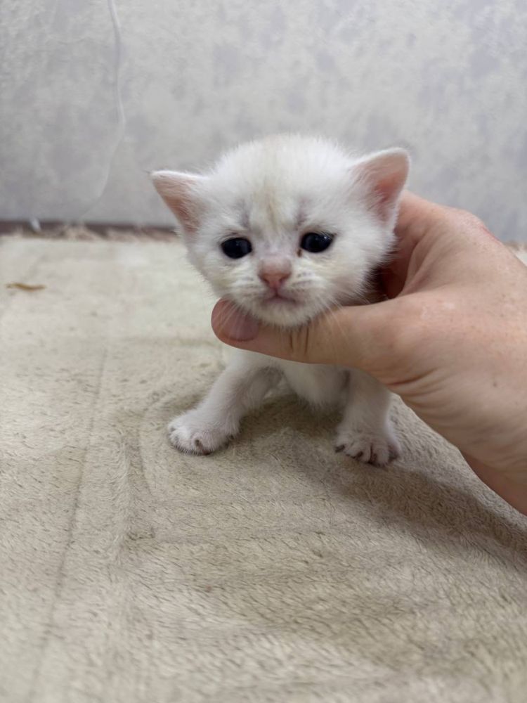 Котята скотиш фолд и страйт. От породистых родителей.
