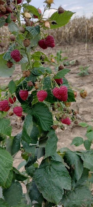 Butas Zmeura remontant