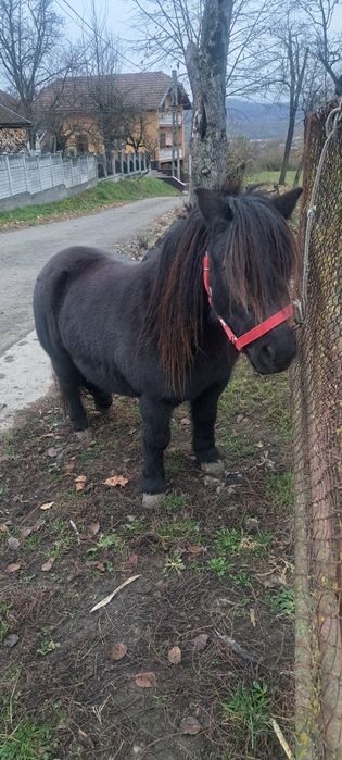 Poneiță de vanzare