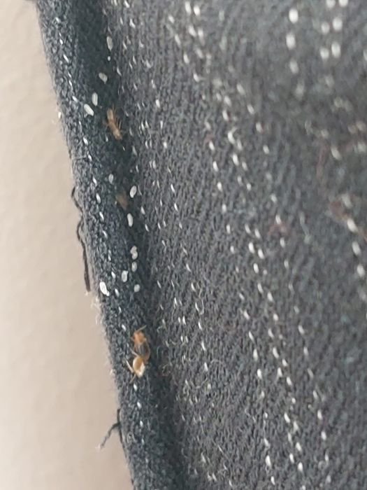 Dezinsectii dezinfectie deratizare