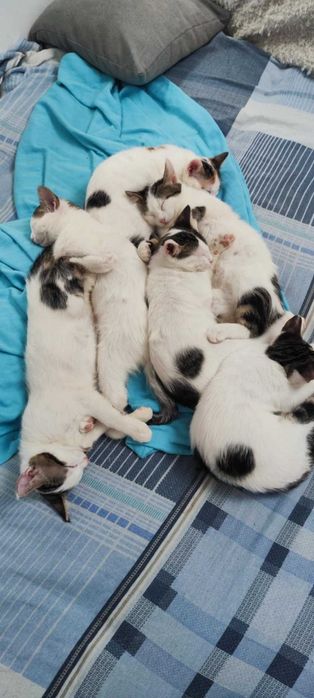 Котета търсят дом