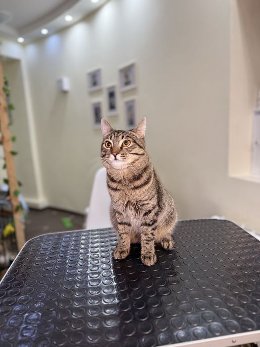 Отдам кота в добрые руки. Кастрирован