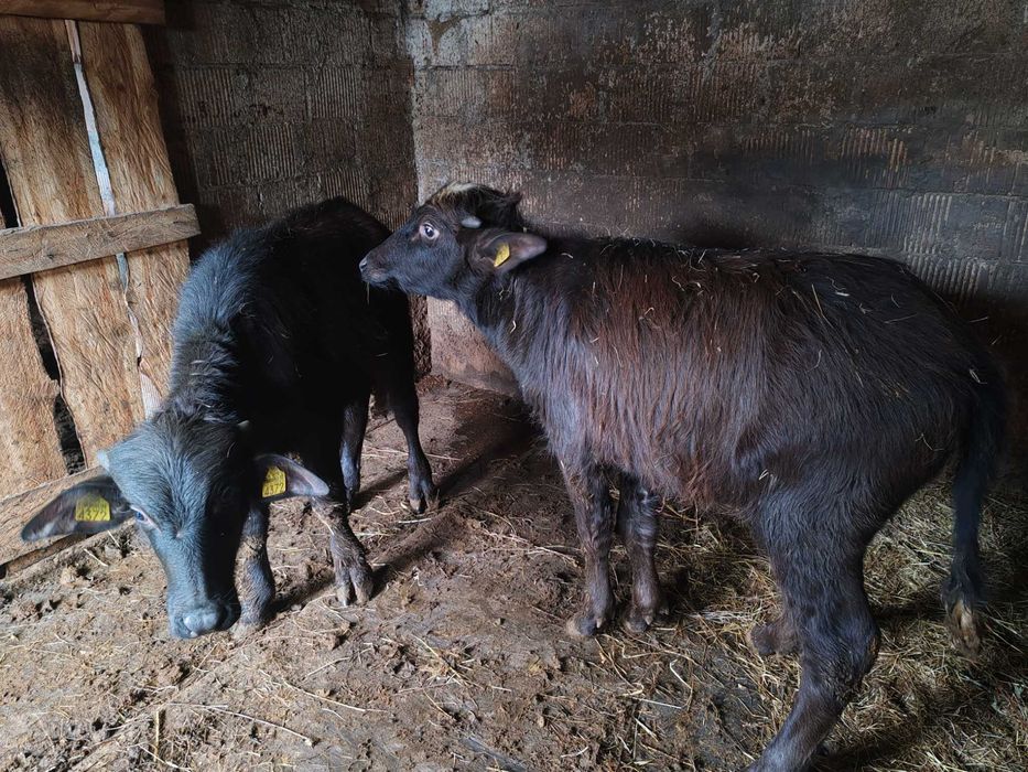 O juninca și un tauras de bivol