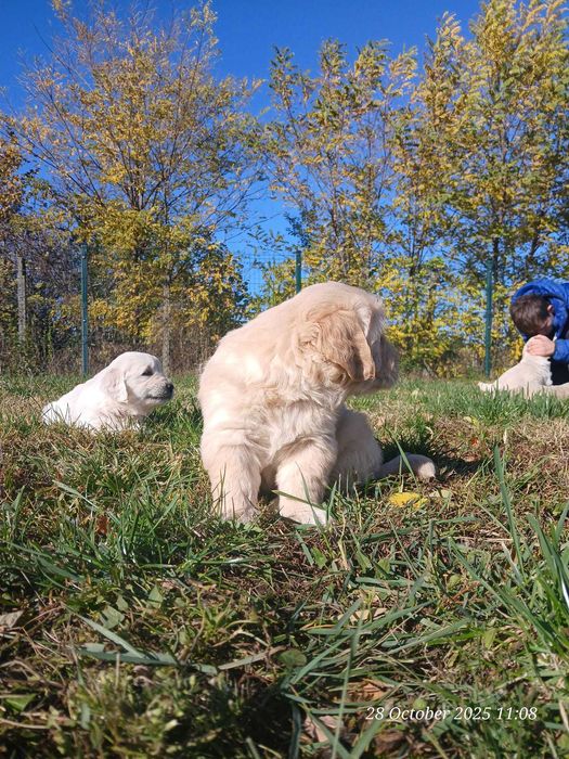 Catei de golden retrivier cu pedigree isi cauta stapan