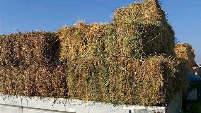 Хашак пресс сотилади