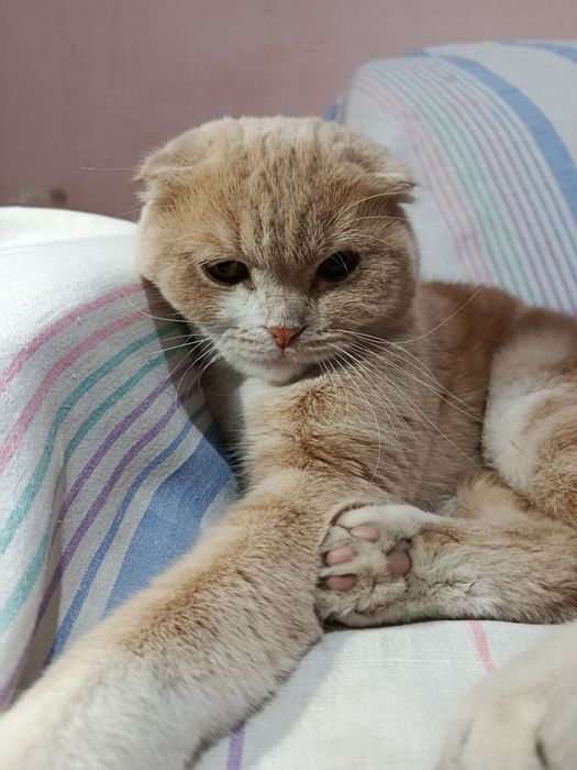 Scottish Fold mushik , mushuk sotiladi, Скоттиш фолд котенок продается