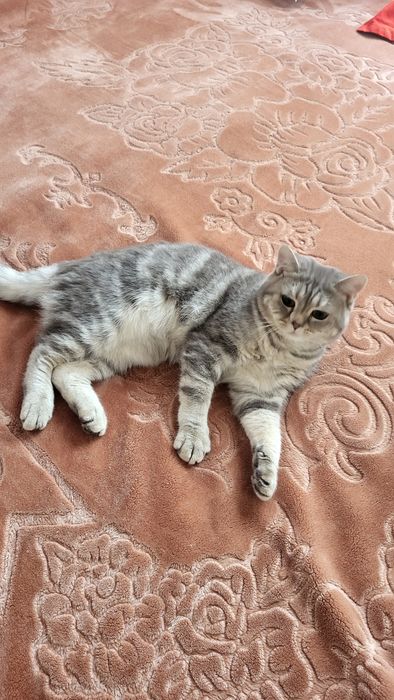 British shorthair