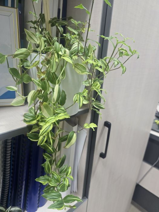 Спатифилум, лиана