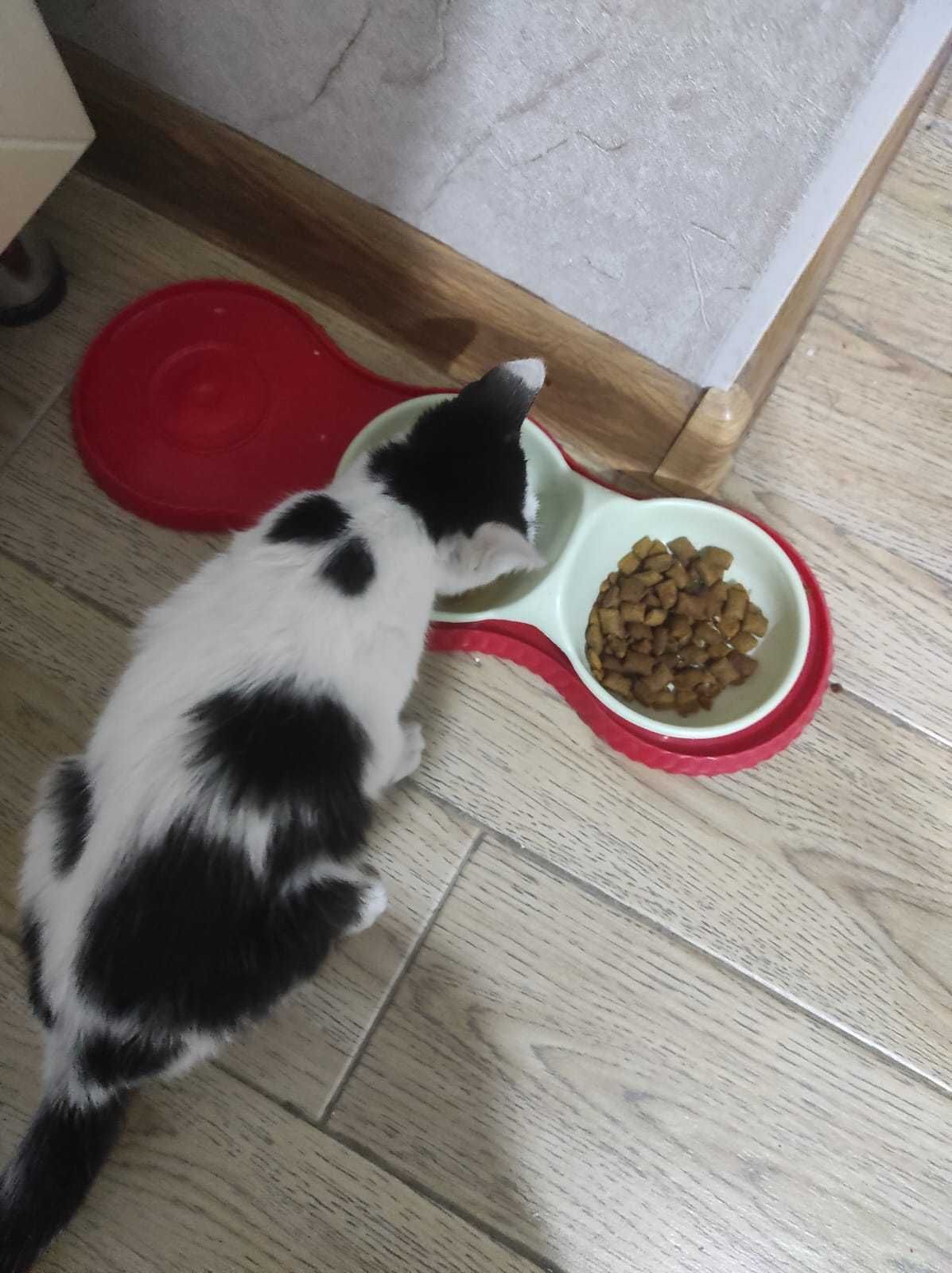 Ухоженный котёнок 2 месяца г. Ленгер