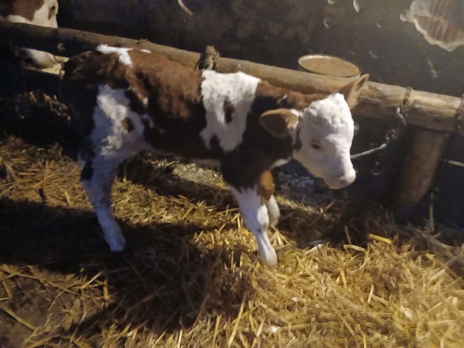 Vand 2 taurasi baltata