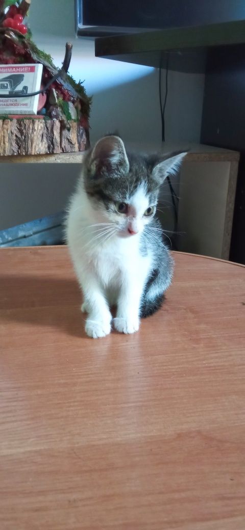 Отдается котенок