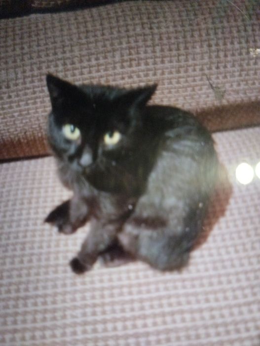 Отдаю кошку 2 года