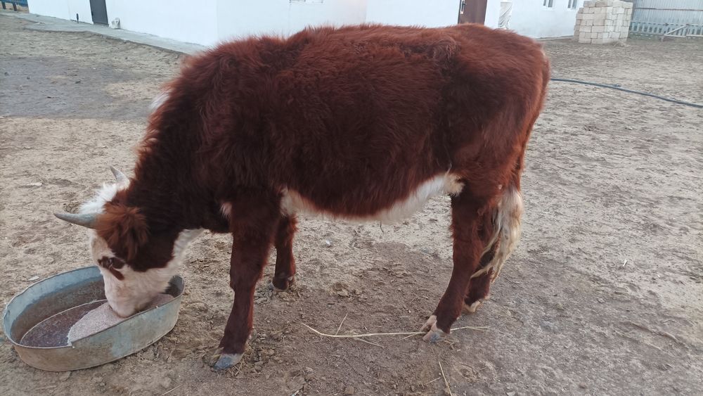 Тайынша бұқа сатылады