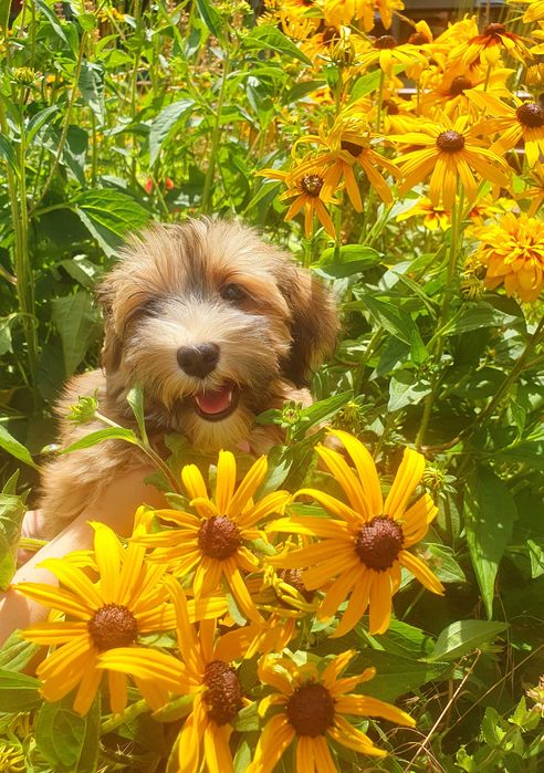 Catelusa bichon havanez cu pedigree canisa autorizata