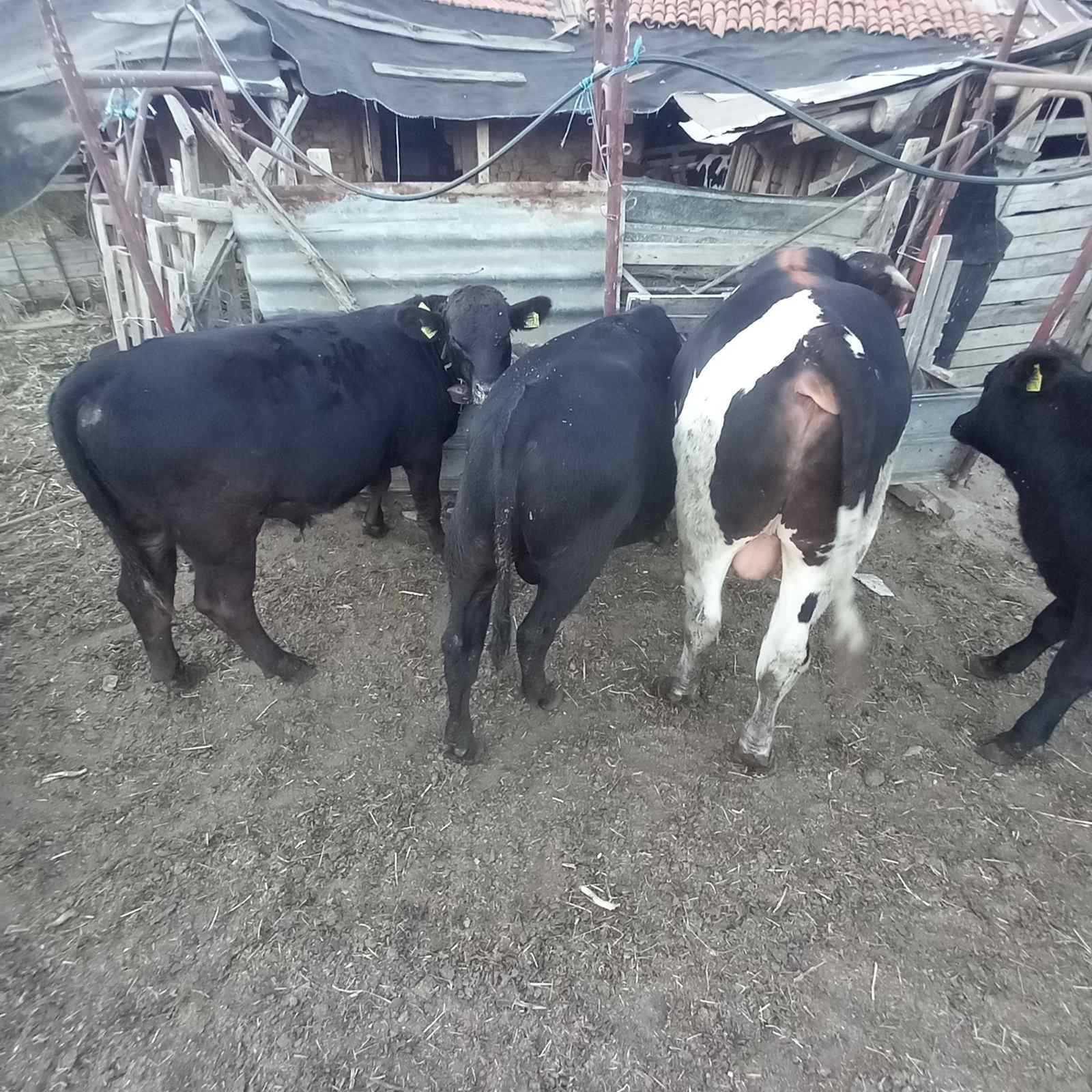 Продавам крави и телета
