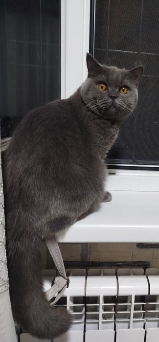 Приглашаем на вязку прекрасных кошек