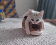Отдам в добрые руки кошечку