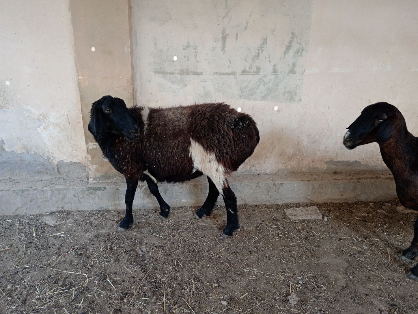 Qoylar sotiladi sogliq
