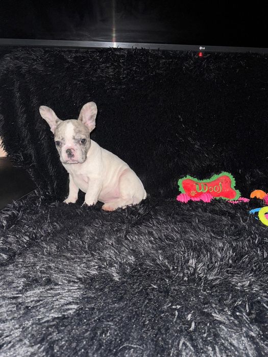 Bulldog Francez Merle Pied
